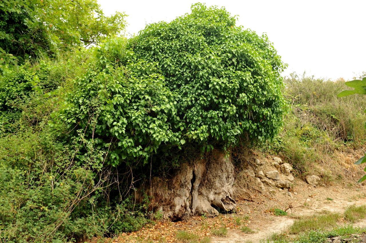 Agios Thomas  Villa Axenti מראה חיצוני תמונה